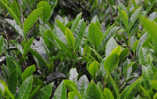 六一儿童节,给孩子最好的礼物是茶